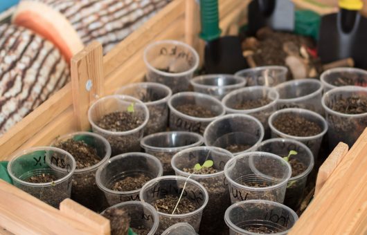  Germinating seeds from an investigative project.